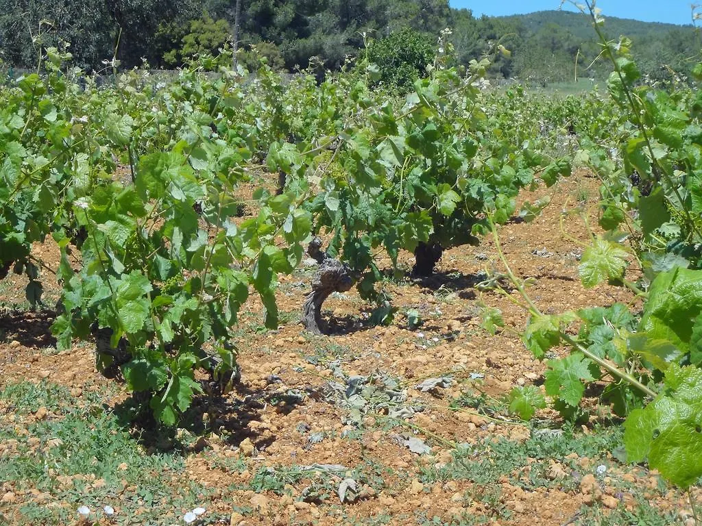 Farm stay Sa Vinya D'En Palerm Hotel Sant Miquel De Balansat
