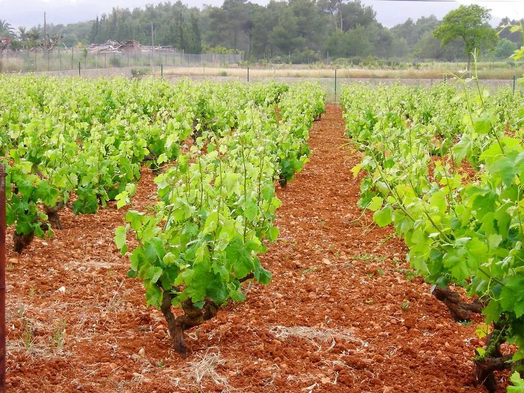 Farm stay Sa Vinya D'En Palerm Hotel Sant Miquel De Balansat
