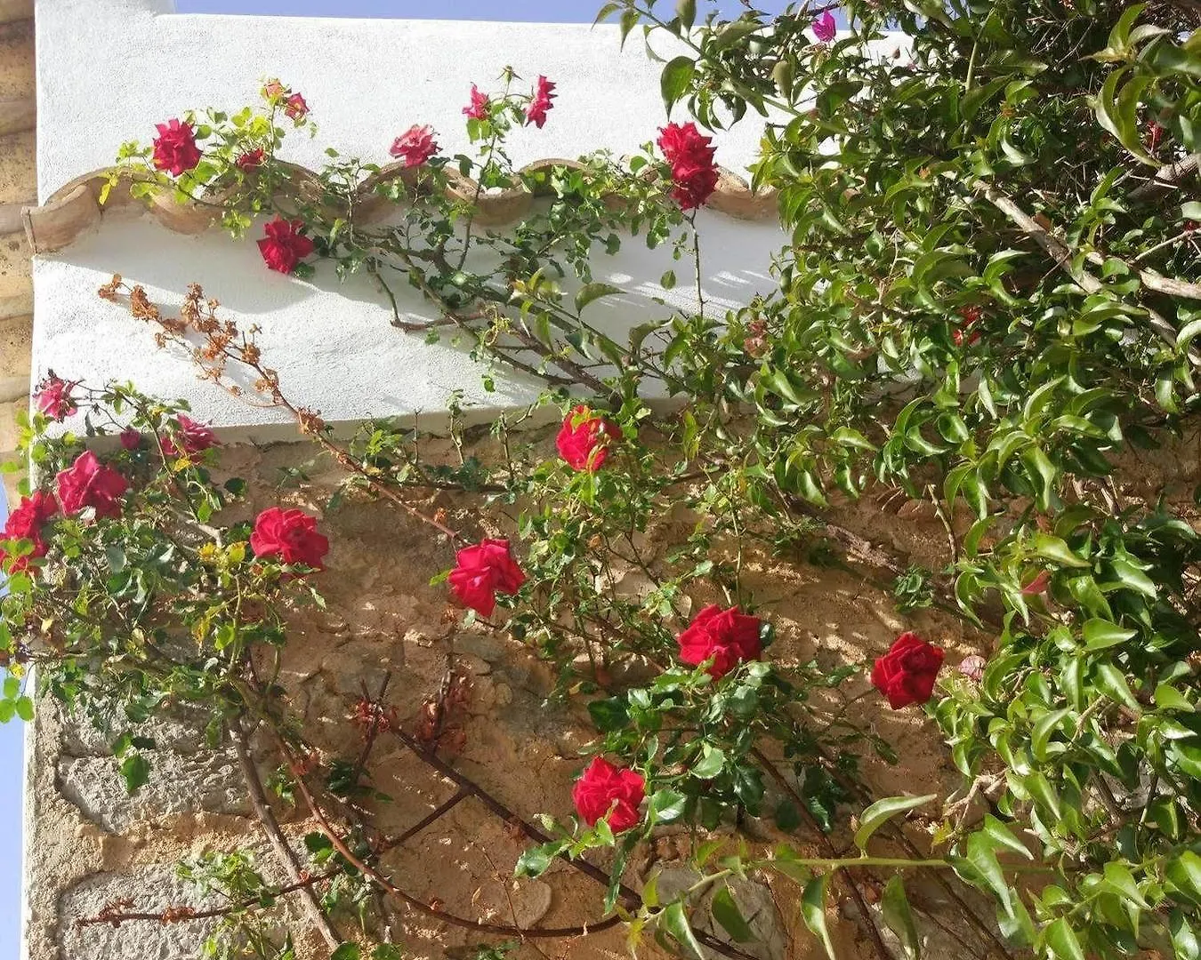 Sa Vinya D'En Palerm Hotel Sant Miquel De Balansat
